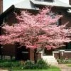 Cherokee Chief Dogwood Tree -Brighter Blooms Sales Cherokee Chief Dogwood BB 600x600 bfcfedfd 383f 40bd ba84 e7006d8a44c3