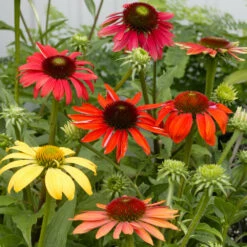 Cheyenne Spirit Echinacea (Coneflower) -Brighter Blooms Sales Cheyenne SPirit Coneflower 3