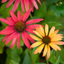 Cheyenne Spirit Echinacea (Coneflower) -Brighter Blooms Sales Cheyenne SPirit Coneflower 4