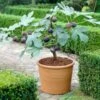 Chicago Hardy Fig Tree -Brighter Blooms Sales Chicago Hardy Fig BB 600x600 4dd0dad3 af19 405d 9de0 a010962357c0
