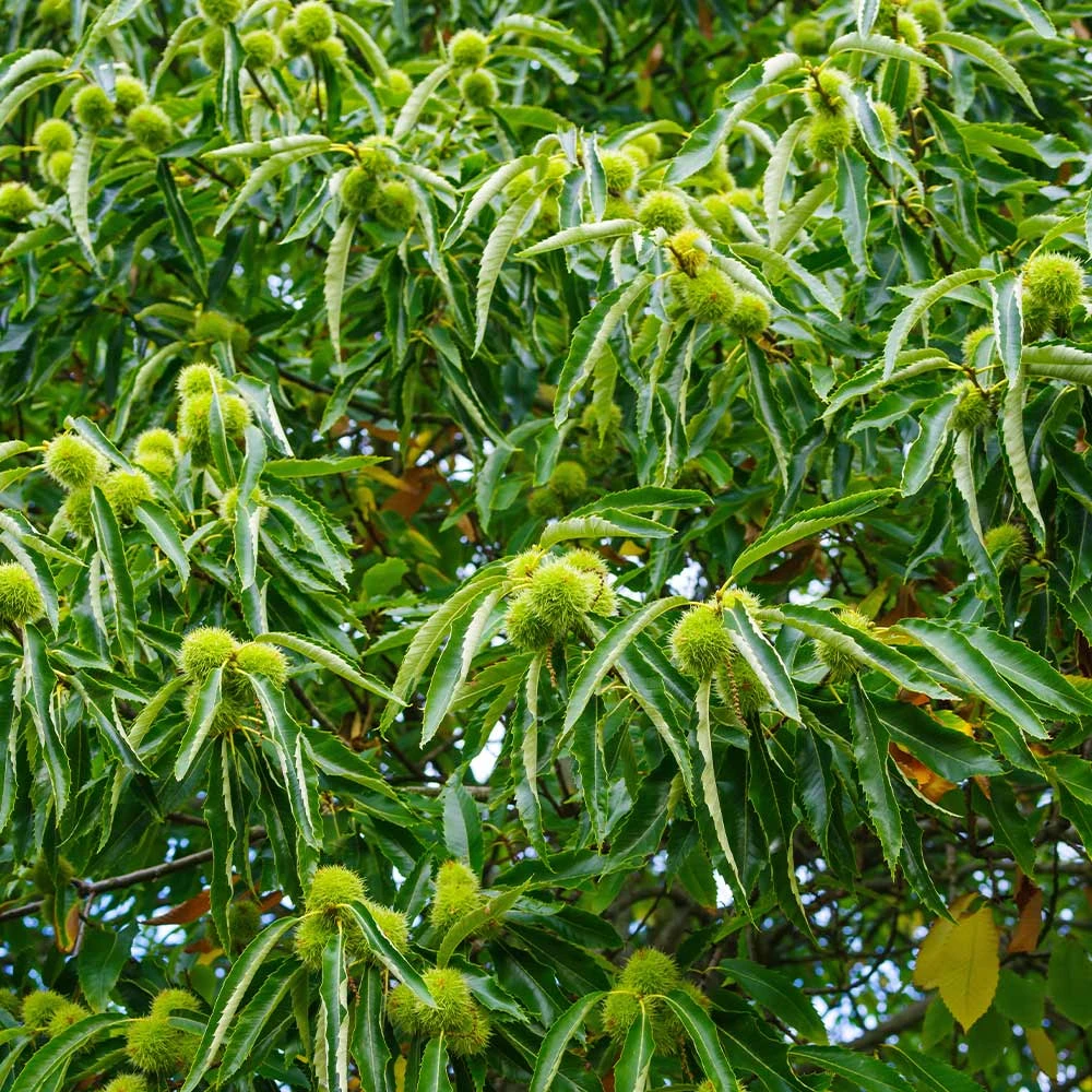Chinese Chestnut Tree 5 Chinese Chestnut Tree - Image 3