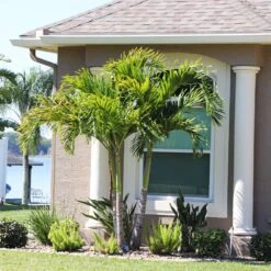 Christmas Palm Tree -Brighter Blooms Sales Christmas Palm 10 BB