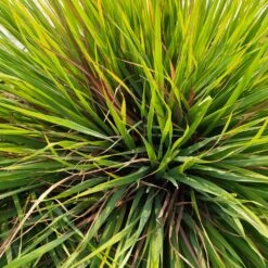 Citronella Grass -Brighter Blooms Sales Citronella GRass 2 BB