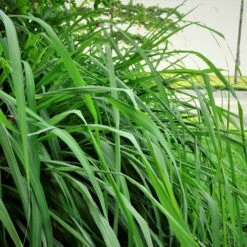 Citronella Grass -Brighter Blooms Sales Citronella GRass 5
