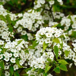 Cleveland Pear Tree -Brighter Blooms Sales Cleveland Pear 4