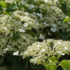 Climbing Hydrangea -Brighter Blooms Sales Climbing Hydrangea 2