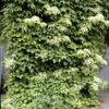 Climbing Hydrangea -Brighter Blooms Sales Climbing Hydrangea BB 600x600 258c7de5 2d4e 4329 b6b5 c2d8556cacd2