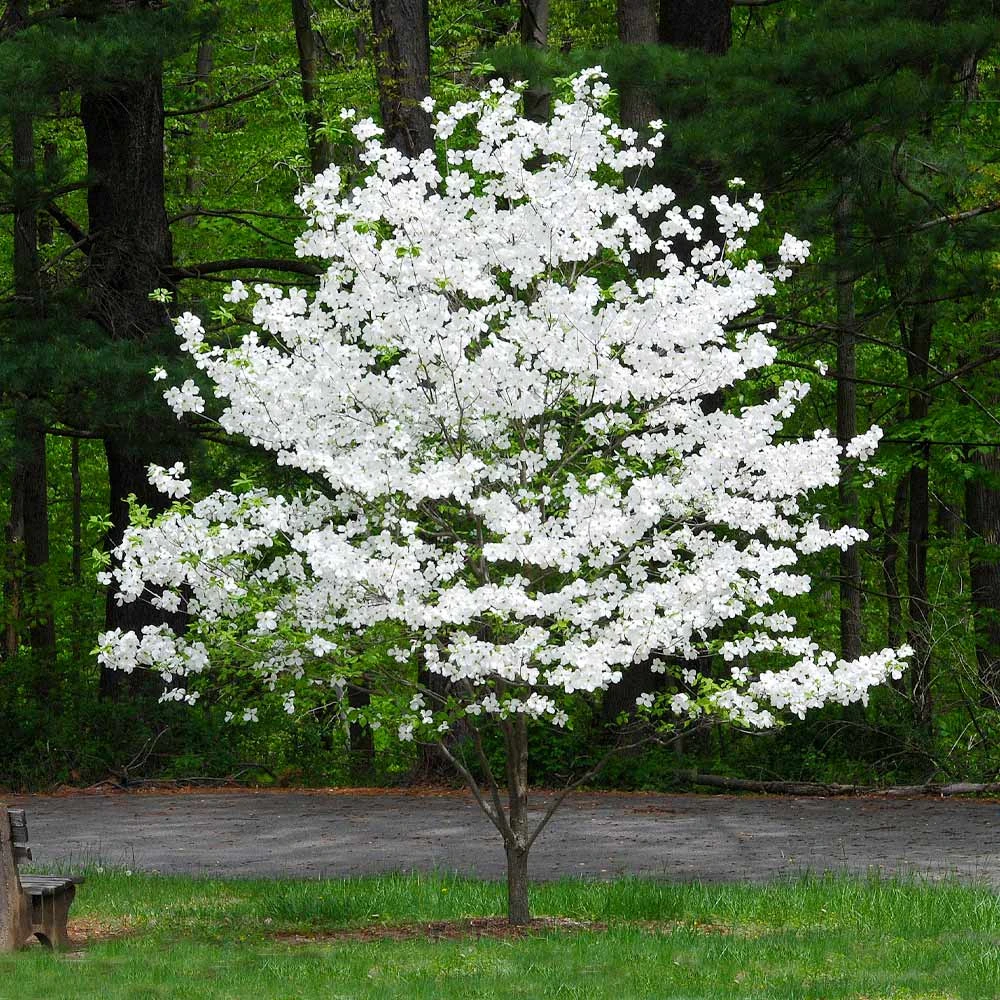 Cloud 9 Dogwood Tree 5 Cloud 9 Dogwood Tree - Image 3
