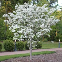 Cloud 9 Dogwood Tree 14 Cloud 9 Dogwood Tree -Brighter Blooms Sales Cloud 9 Dogwood 4 BB