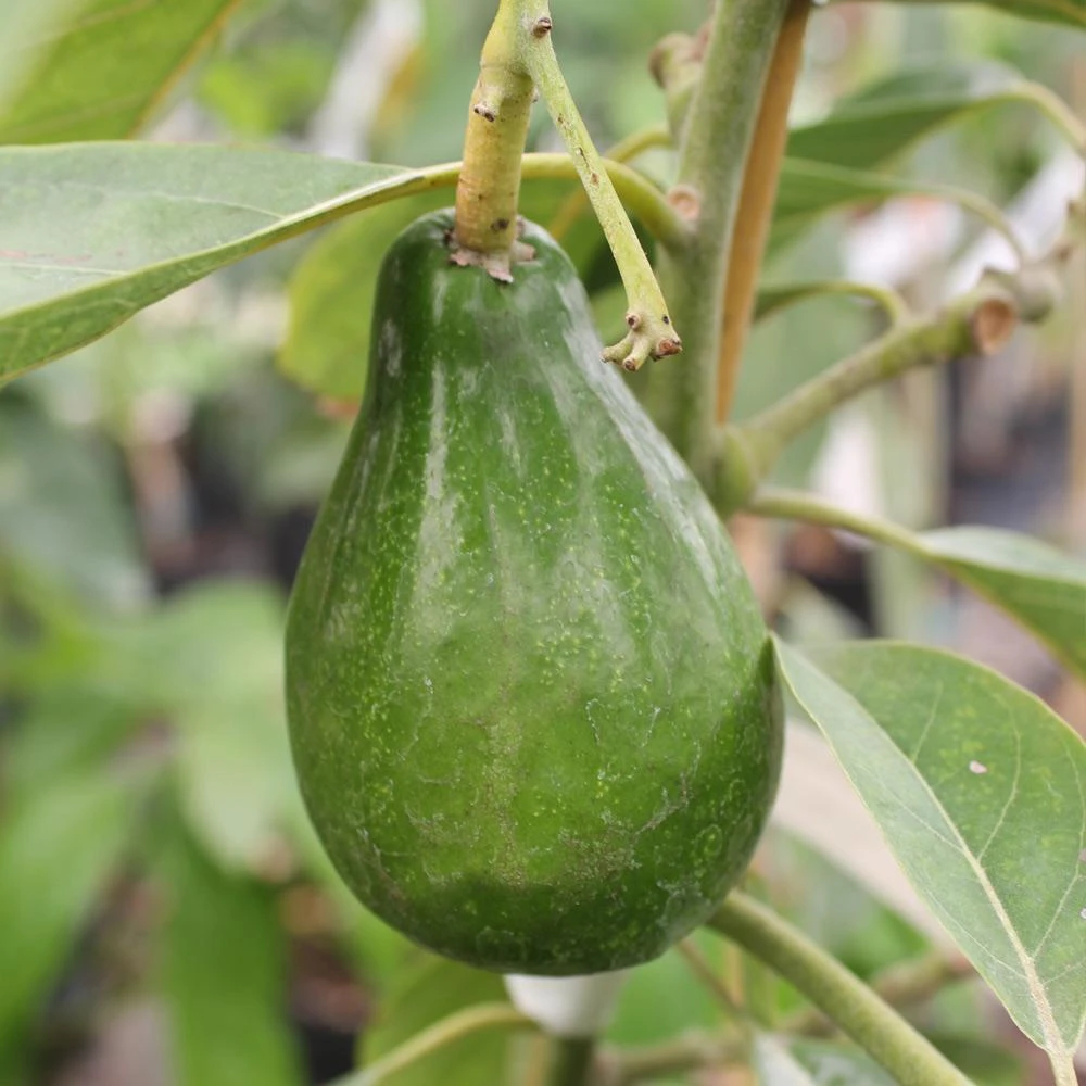 Cold Hardy Avocado Tree 9 Cold Hardy Avocado Tree - Image 7