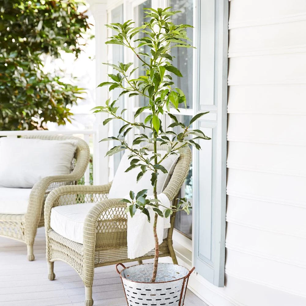 Cold Hardy Avocado Tree 4 Cold Hardy Avocado Tree - Image 2