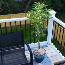 Cold Hardy Avocado Tree 12 Cold Hardy Avocado Tree -Brighter Blooms Sales Cold Hardy Avocado 7 FGT
