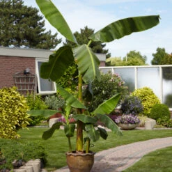 Cold Hardy Banana Tree -Brighter Blooms Sales Cold Hardy Banana Tree 1