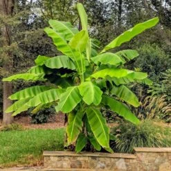 Cold Hardy Banana Tree -Brighter Blooms Sales Cold Hardy Banana Tree 6