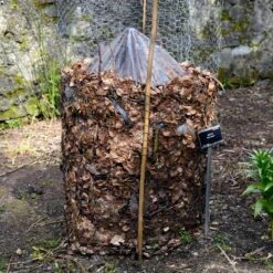 Cold Hardy Banana Tree -Brighter Blooms Sales Cold Hardy Banana Tree FGT 3