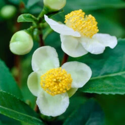 Cold Hardy Tea Plant -Brighter Blooms Sales Cold Hardy Tea 6 BB