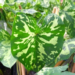 Colocasia 'Hilo Beauty' -Brighter Blooms Sales Colocasia Hilo beauty 3