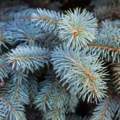 Colorado Blue Spruce Tree -Brighter Blooms Sales Colorado BLue Spruce 2 BB
