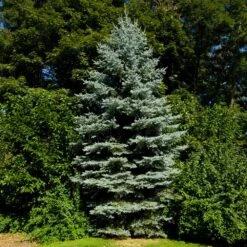 Colorado Blue Spruce Tree -Brighter Blooms Sales Colorado BLue Spruce 3 BB