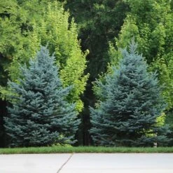 Colorado Blue Spruce Tree -Brighter Blooms Sales Colorado BLue Spruce 7