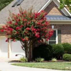 Colorama™ Scarlet Crape Myrtle -Brighter Blooms Sales Colorama Scarlet Crape Myrtle 1