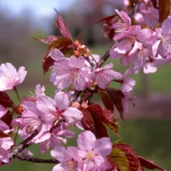 Columnar Sargent Cherry Tree -Brighter Blooms Sales Columnar Sargent Cherry 1