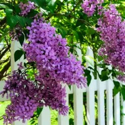 Common Purple Lilac Plant -Brighter Blooms Sales Common Purple Lilac 3