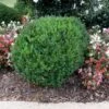 Compacta Japanese Holly Shrub -Brighter Blooms Sales Compacta Holly FGT 600x600 b8089e88 4446 46c9 a47e 7c5bec2ca8b7