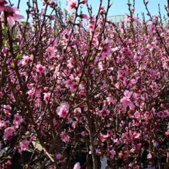 Contender Peach Tree -Brighter Blooms Sales Contender Peach Tree 3