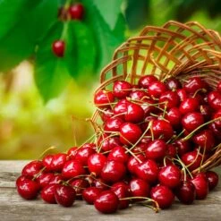 Coral Champagne Cherry Tree -Brighter Blooms Sales Coral Champagne Cherry Tree 3 BB