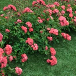 Coral Drift® Rose 7 Coral Drift® Rose -Brighter Blooms Sales Coral Drift Rose 2 FGT