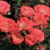 Coral Drift® Rose -Brighter Blooms Sales Coral Drift Rose BB 600x600 d1a3a614 9347 4dee b250 bf48ce758998