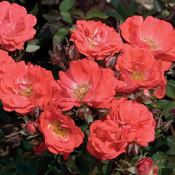 Coral Drift® Rose 3 Coral Drift® Rose