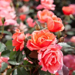 Coral Knock Out® Rose Shrub -Brighter Blooms Sales Coral Knockout Rose 2 BB