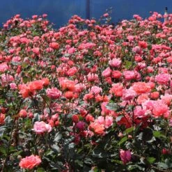 Coral Knock Out® Rose Shrub -Brighter Blooms Sales Coral Knockout Rose 3 BB