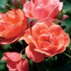 Coral Knock Out® Rose Shrub -Brighter Blooms Sales Coral Knockout Rose BB 600x600 7c5ab405 4427 4606 9112 bc4c9cef2359