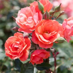 Coral Knock Out® Rose Tree -Brighter Blooms Sales Coral Knockout Rose Tree 1