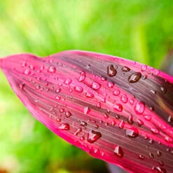 Hawaiian Ti Plant 11 Hawaiian Ti Plant -Brighter Blooms Sales Cordyline Ti tree 5