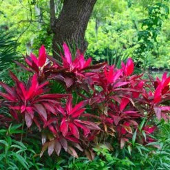 Hawaiian Ti Plant 13 Hawaiian Ti Plant -Brighter Blooms Sales Cordyline Ti tree 6