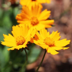 Nana Coreopsis (Tickseed) Plant -Brighter Blooms Sales Coreopsis Nana 4 BB