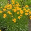 Nana Coreopsis (Tickseed) Plant -Brighter Blooms Sales Coreopsis Nana BB 600x600 9aa310c0 b5da 439c 8b13 a497ac99a8db