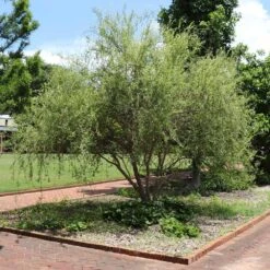 Corkscrew Willow Tree -Brighter Blooms Sales Corkscrew Willow 1