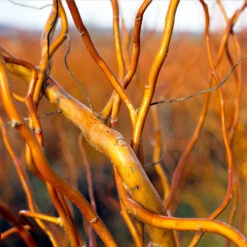 Corkscrew Willow Tree -Brighter Blooms Sales Corkscrew Willow 1 BB