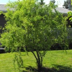 Corkscrew Willow Tree -Brighter Blooms Sales Corkscrew Willow 8 BB