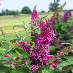 CranRazz™ Butterfly Bush (Tree Form) -Brighter Blooms Sales Cran Ras Butterfly Bush 3