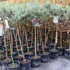 True Blue Butterfly Bush (Tree Form) -Brighter Blooms Sales Cran Ras Butterfly Bush 4 1195c2bd 6061 4cbd 990f ebc3aae8c476