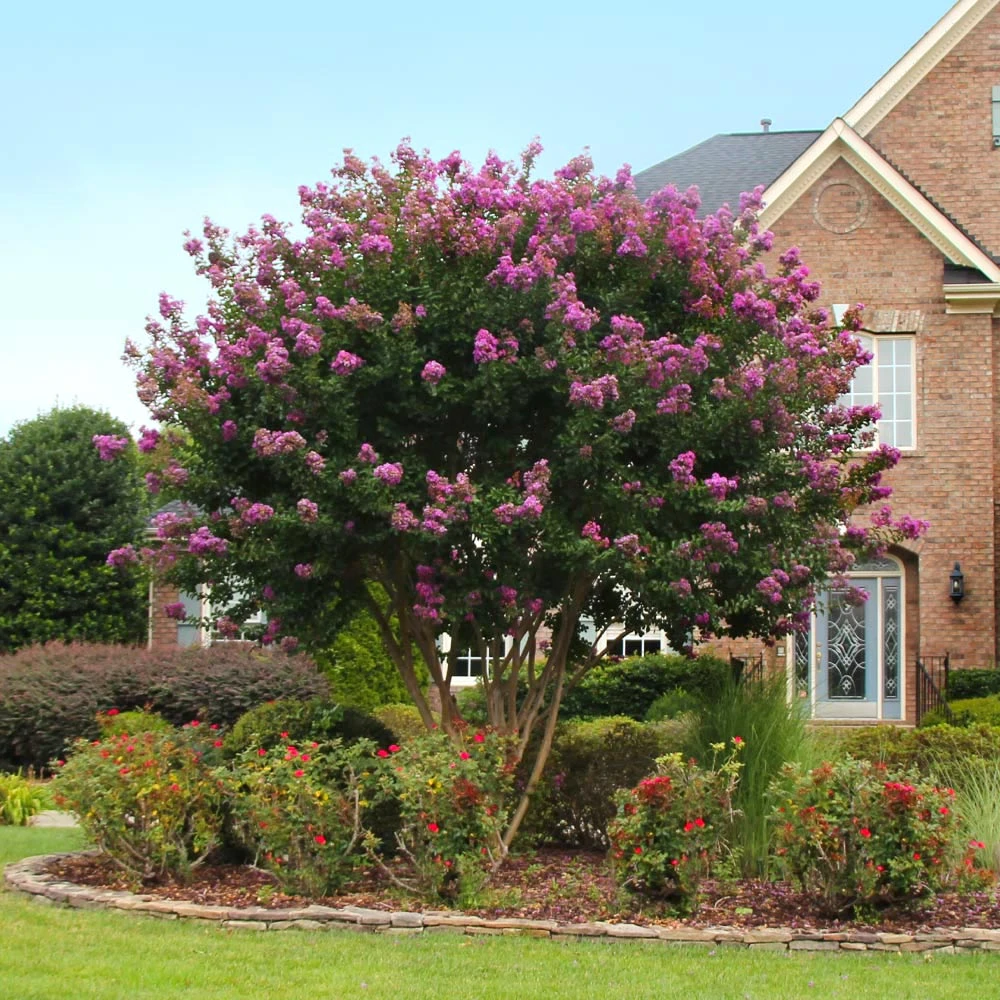 Twilight Crape Myrtle Tree 4 Twilight Crape Myrtle Tree - Image 2