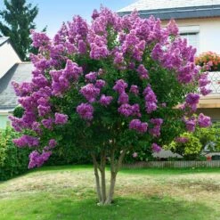 Twilight Crape Myrtle Tree 10 Twilight Crape Myrtle Tree -Brighter Blooms Sales Crape Myrtle Twilight 5 BB