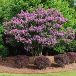 Twilight Crape Myrtle Tree 13 Twilight Crape Myrtle Tree -Brighter Blooms Sales Crape Myrtle Twilight 9