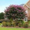 Twilight Crape Myrtle Tree 1 Twilight Crape Myrtle Tree -Brighter Blooms Sales Crape Myrtle Twilight BB 600x600 3af4fe23 8c08 4d98 99ae e219cb65525c